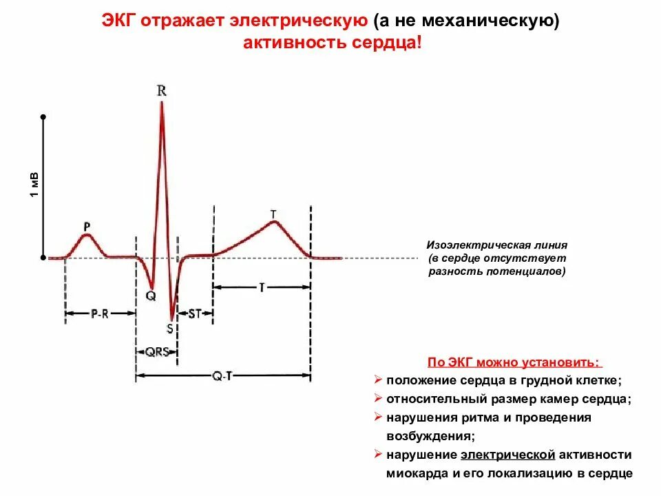 Мв на экг. Электрокардиограмма отражает электрическую активность. Электрокардиограмма сердца отражает электрическую активность. ЭКГ метод регистрации электрической активности сердца. Электрический потенциал сердца это.