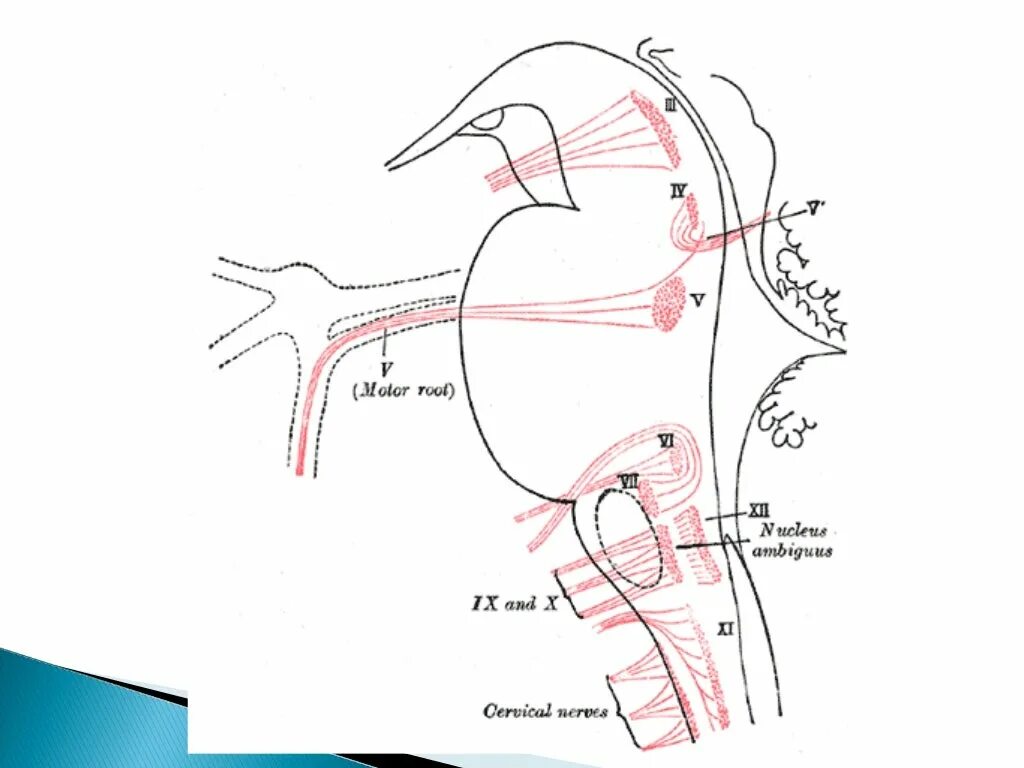 Сшивание нерва латынь. Языкоглоточный нерв схема. Дорсальное ядро блуждающего нерва. Схема блуждающего нерва. Nucleus ambiguus анатомия.
