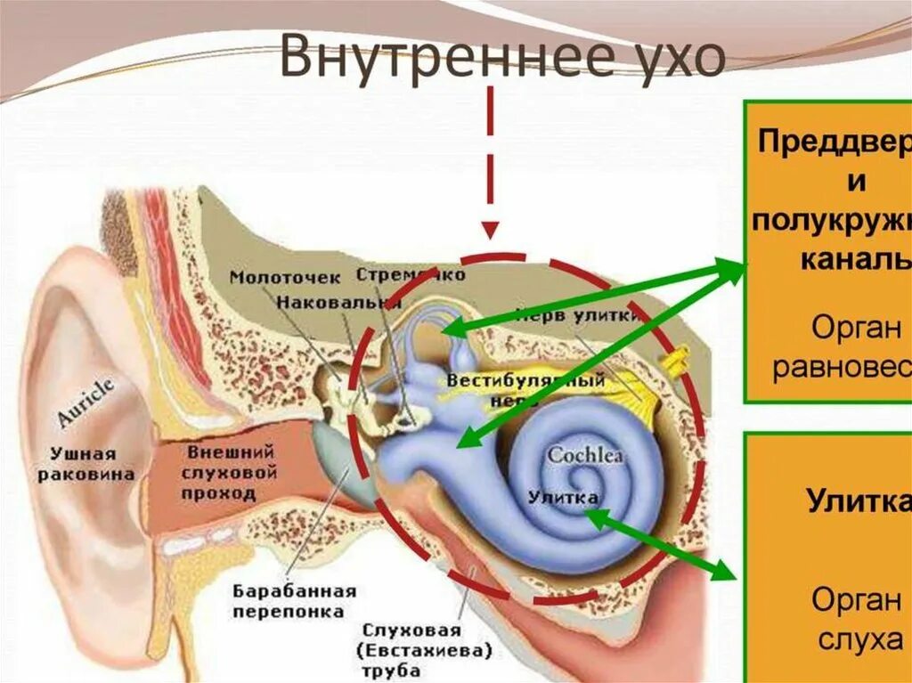 Мембраны внутреннего уха. Внутреннее ухо строение анатомия улитка. Улитка анатомия орган слуха. Строение внутреннего уха орган слуха. Строение внутреннего уха анатомия.