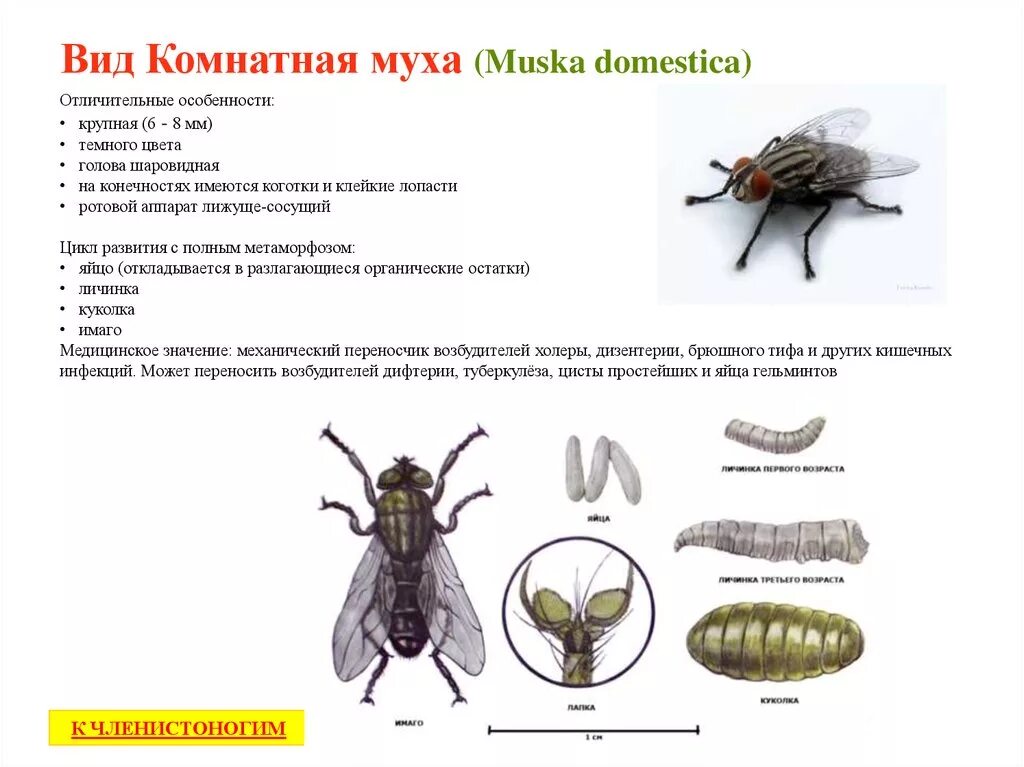 Классификация комнатной мухи. Тип личинки комнатной мухи. Комнатная Муха жизненный цикл. Цикл развития комнатной мухи. Характер мухи