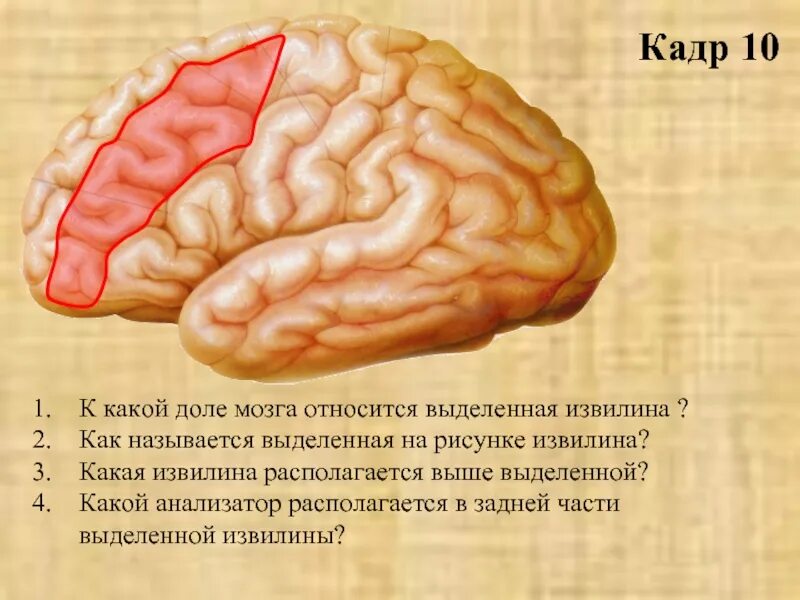 Значение борозд и извилин в головном мозге. Извилины мозга. Передняя и задняя центральные извилины. Центральные извилины мозга. Извилина Гешля.