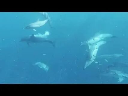 Музыка дельфины видео