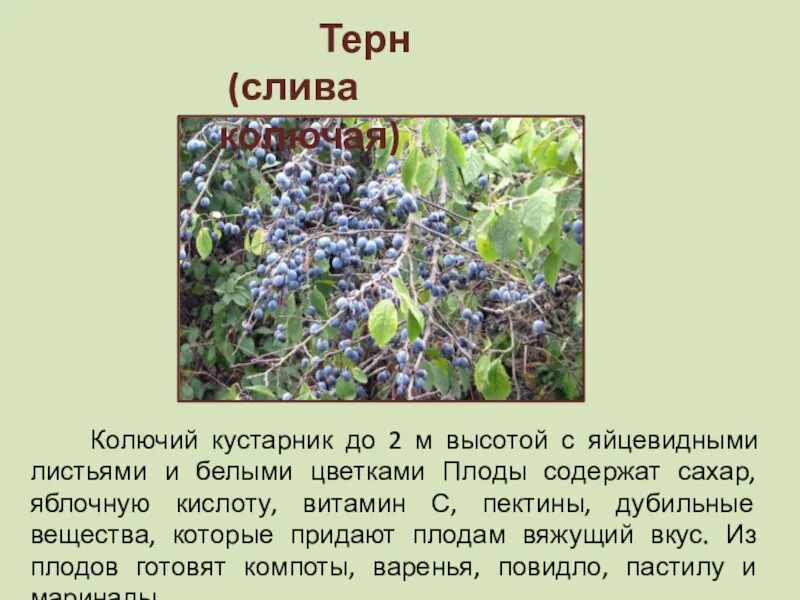 Терновник полезные свойства. Терн растение описание. Что такое терновник описание. Терн растение описание. Лазурный терновник.