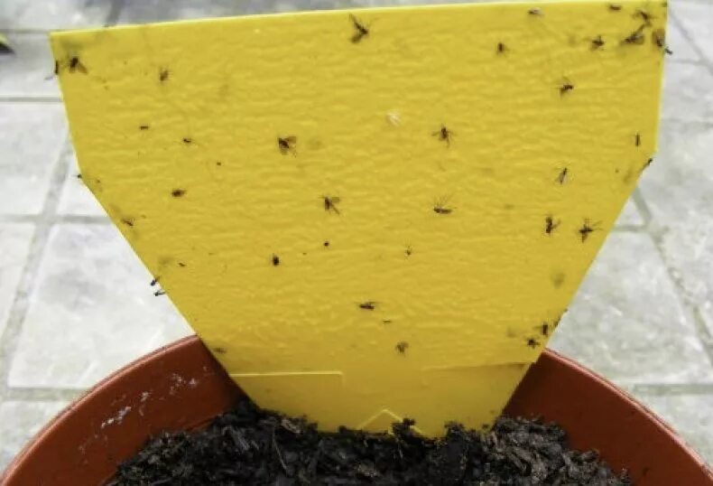 Мошки в цветочных горшках. Мелкие мошки в цветочных горшках. Почему в земле мошки. Чёрные мошки на комнатных цветах. Почему в земле мошки.