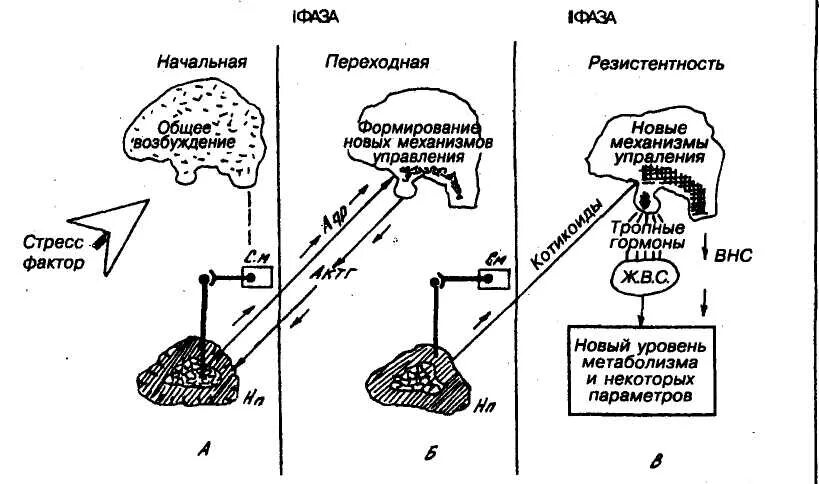 Стресс лимитирующая система работает по принципу. Стресс реакция схема. схема развития стрессовой реакции. схема возникновения стресса. стресс механизмы стресса.