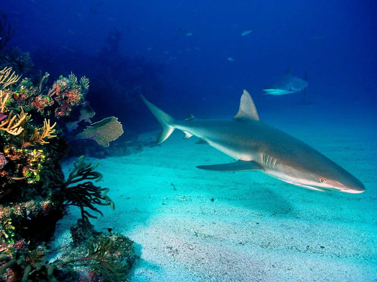 Есть ли в океане акулы. Карибская рифовая акула. Черноперая рифовая акула. Белоперая рифовая акула. Черноперая рифовая акула Мальдивы.