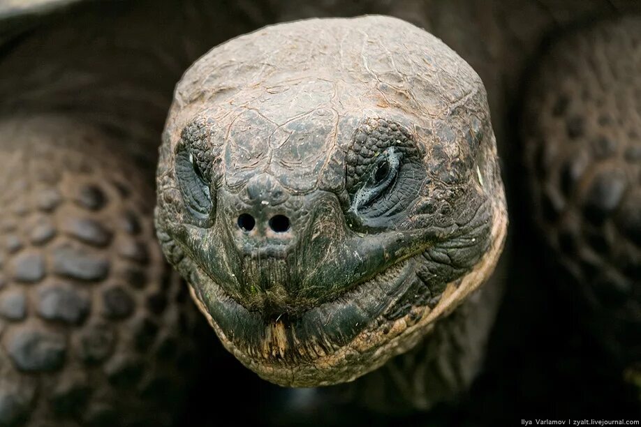 Галапагосская черепаха. Галапагосская слоновая черепаха. Лицо черепахи. Морда черепахи. Череп галапагосской черепахи