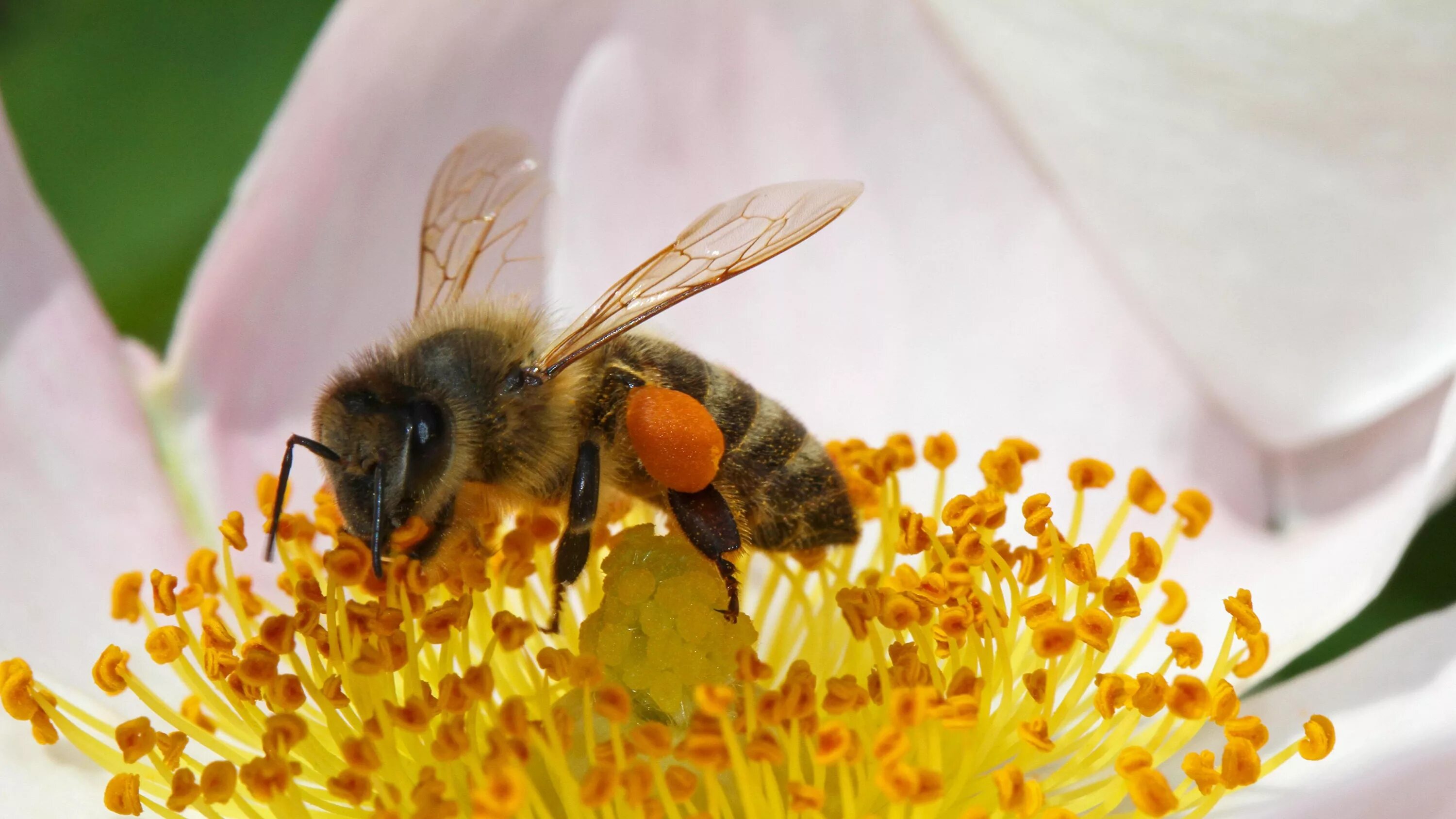Пчела карника. Пыльца мед нектар. Пчела медонос симметрия. Обножка пчелы с липы. Пчелиная пыльца на пчеле.
