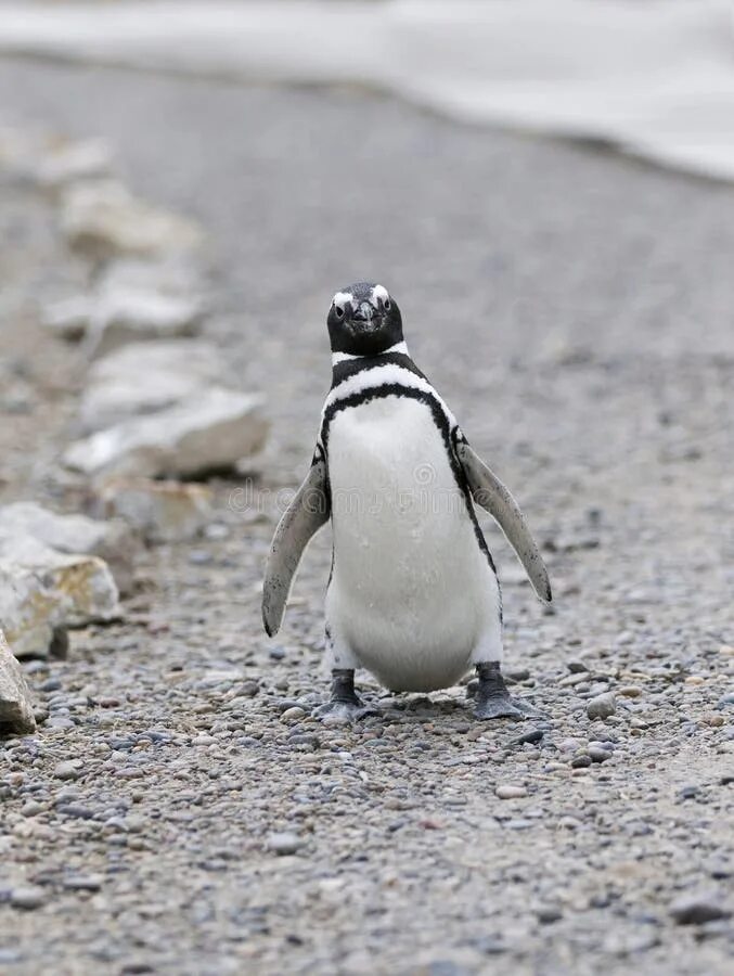 Пингвины идут с пляжа молча. Ходьба пингвина. Пингвин ходит. Одинокий Пингвин. Ходьба пингвинчиком.