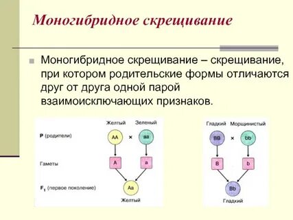 Моногибридное и полигибридное скрещивание