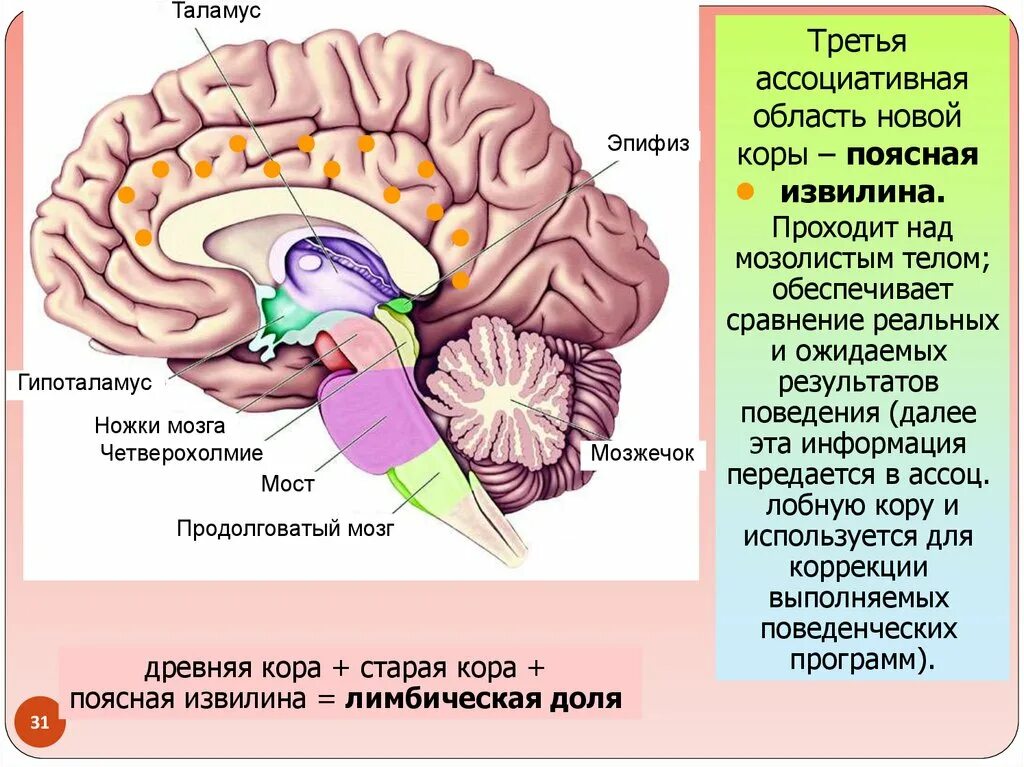 Пластинка четверохолмия головного мозга. Поясная извилина головного мозга. Структура конечного мозга четверохолмие. Строение коры конечного мозга.