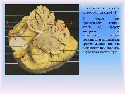 Древо жизни мозжечка