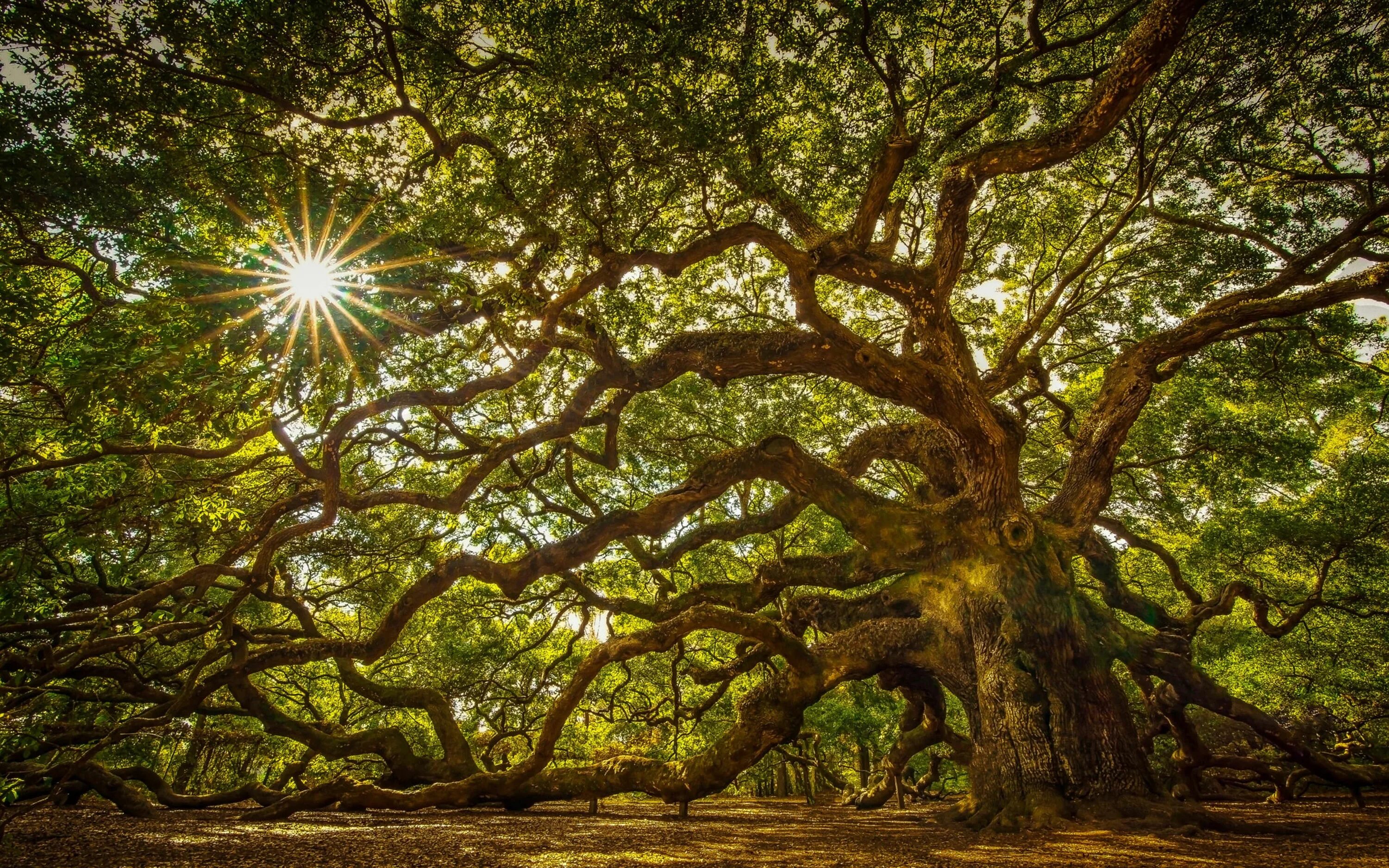 Natural tree. Дуб Комптон Хилл. Дуб урочища Комптон Хилл. Раскидистая крона дуб.