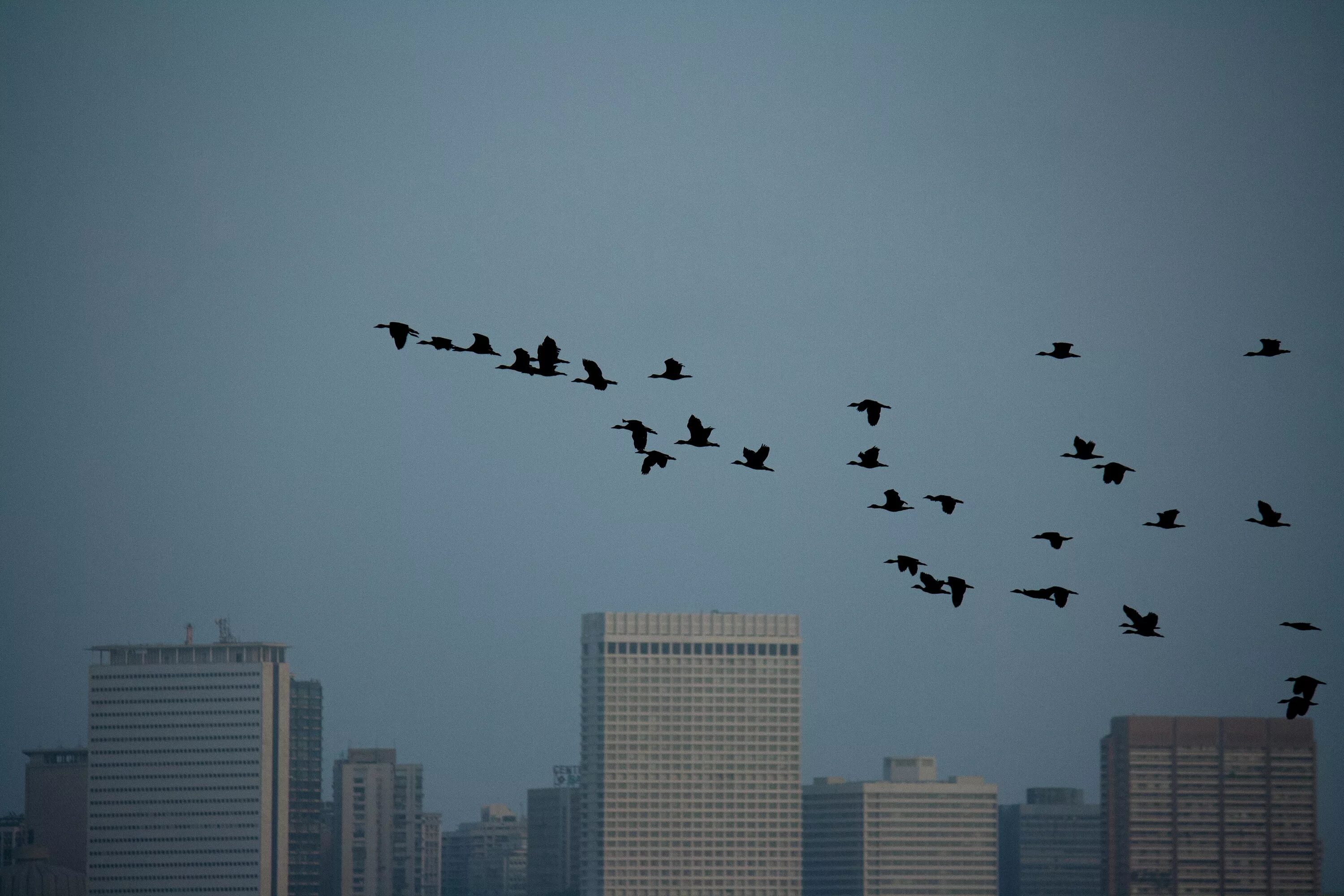Птицы летающие на высоте. Стая птиц. Птицы в небе. Птицы над городом. Птица летит.