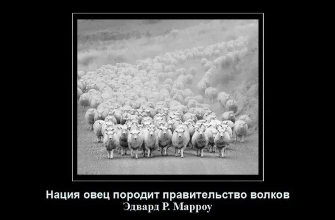 Почему люди стадо. Власть и бараны. бараны стадо.