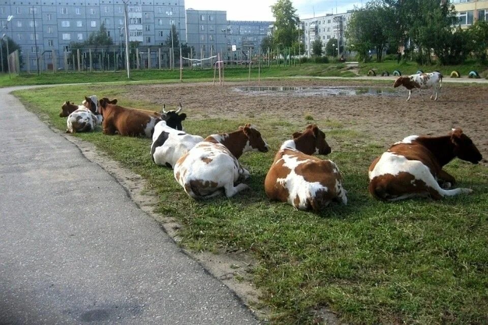 Сельхоз животных ставропольский край. Корова в городе. Корова на улице. Корова во дворе. Дворы КРС.