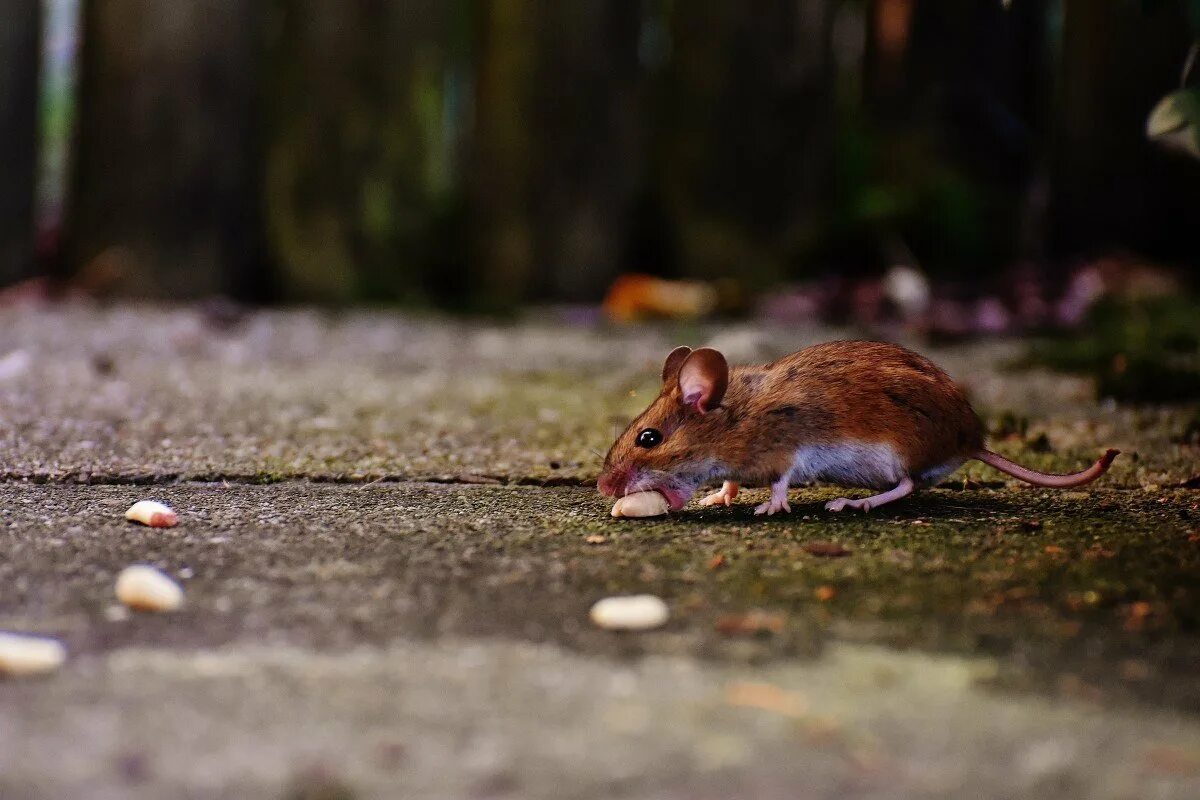 Apodemus sylvaticus. Восточноазиатская мышь Apodemus peninsulae Thomas, 1907. Мышка уличная. Коричневая мышка. Мышь в другую сторону