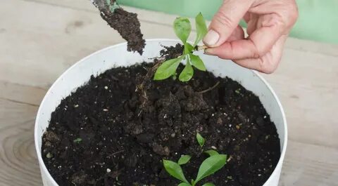 Деление кустов флоксов