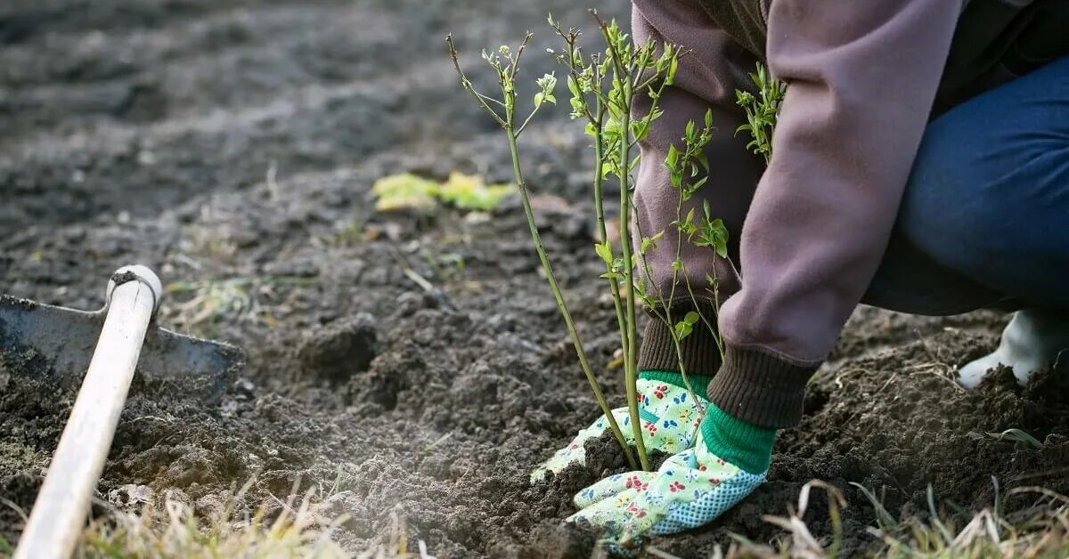 Рассада голубики. Сажаем голубику. Посадка голубики на дачном участке. Планирование посадки голубики на участке.