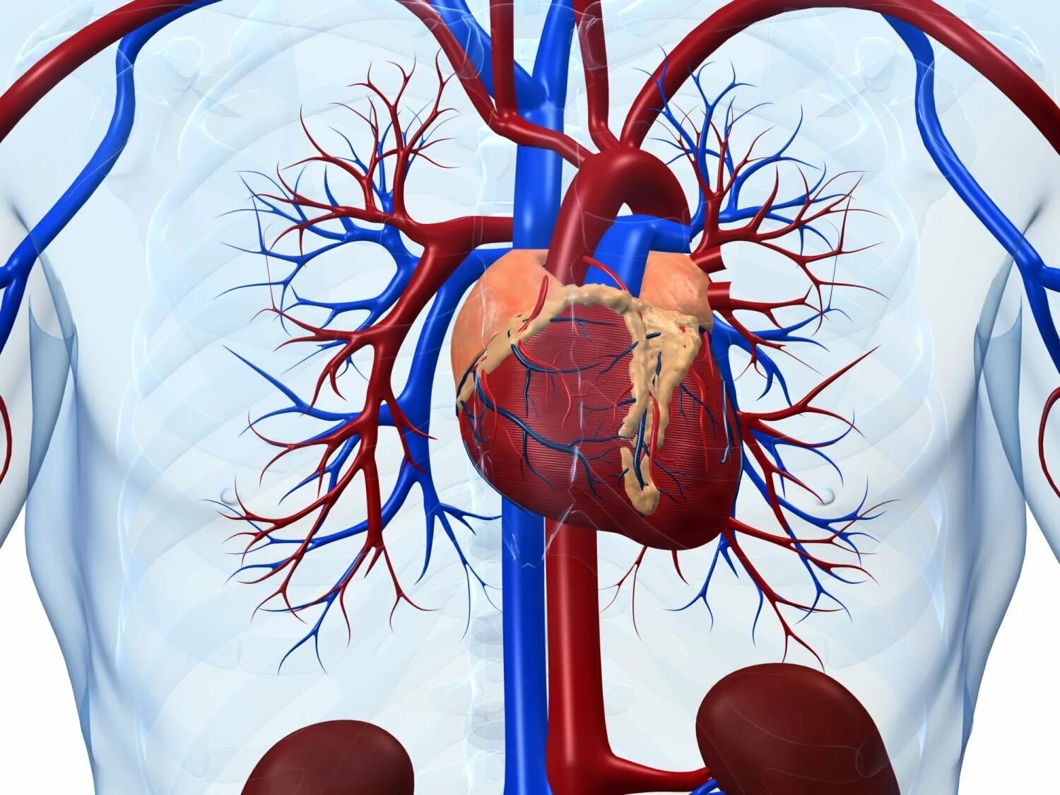 Заболевания сердечной системы