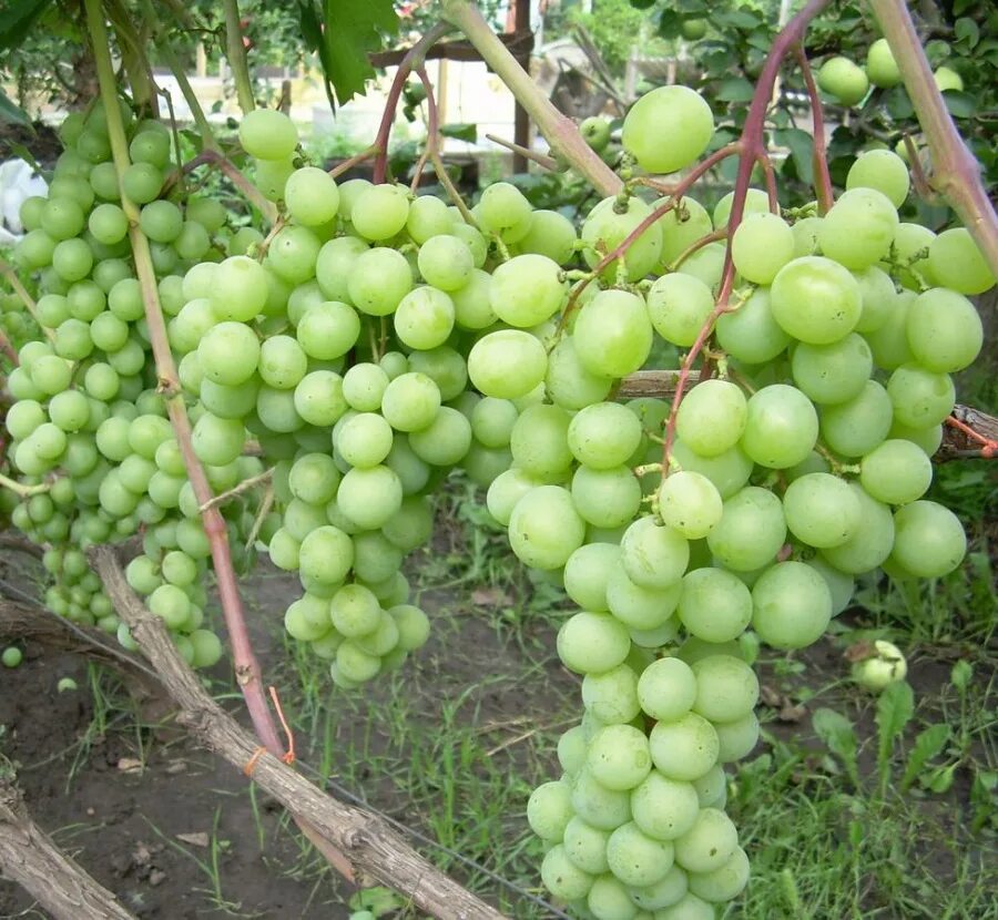 сорт винограда кеша. виноград кеша лучезарный. виноград талисман виноград7. виноград плодовый талисман. виноград талисман кеша 1.