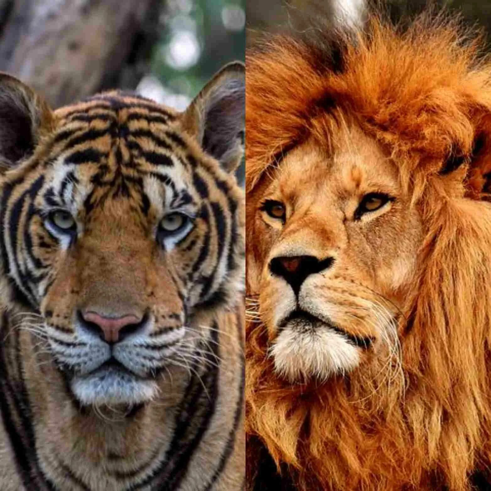 Лев и тигр. Тигр Лев Лев. Лев и тигрица. Тигр Лев мощный. Что за лев этот тигр mp3