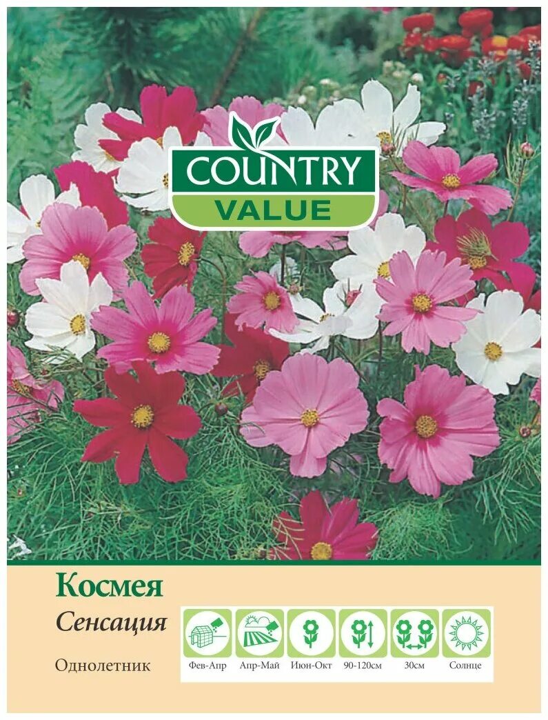 Country value. Космея сенсация. Цветы космея сенсация. Космея цветок семена. Космея сенсация НК.