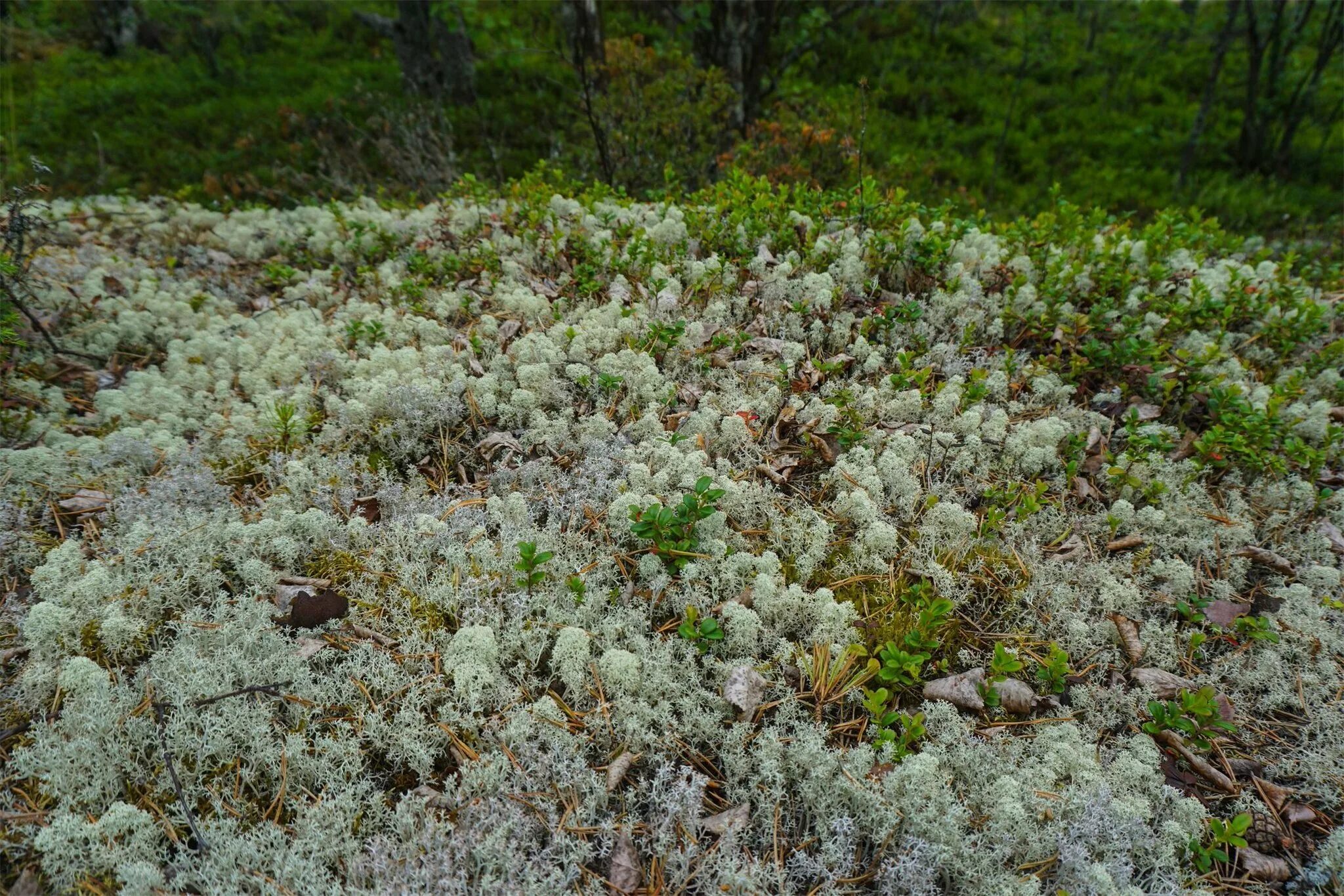 Мох ягель. Мох ягель в тундре. Северный мох ягель. Ягель олений мох в тундре. Растения тундры лишайники.