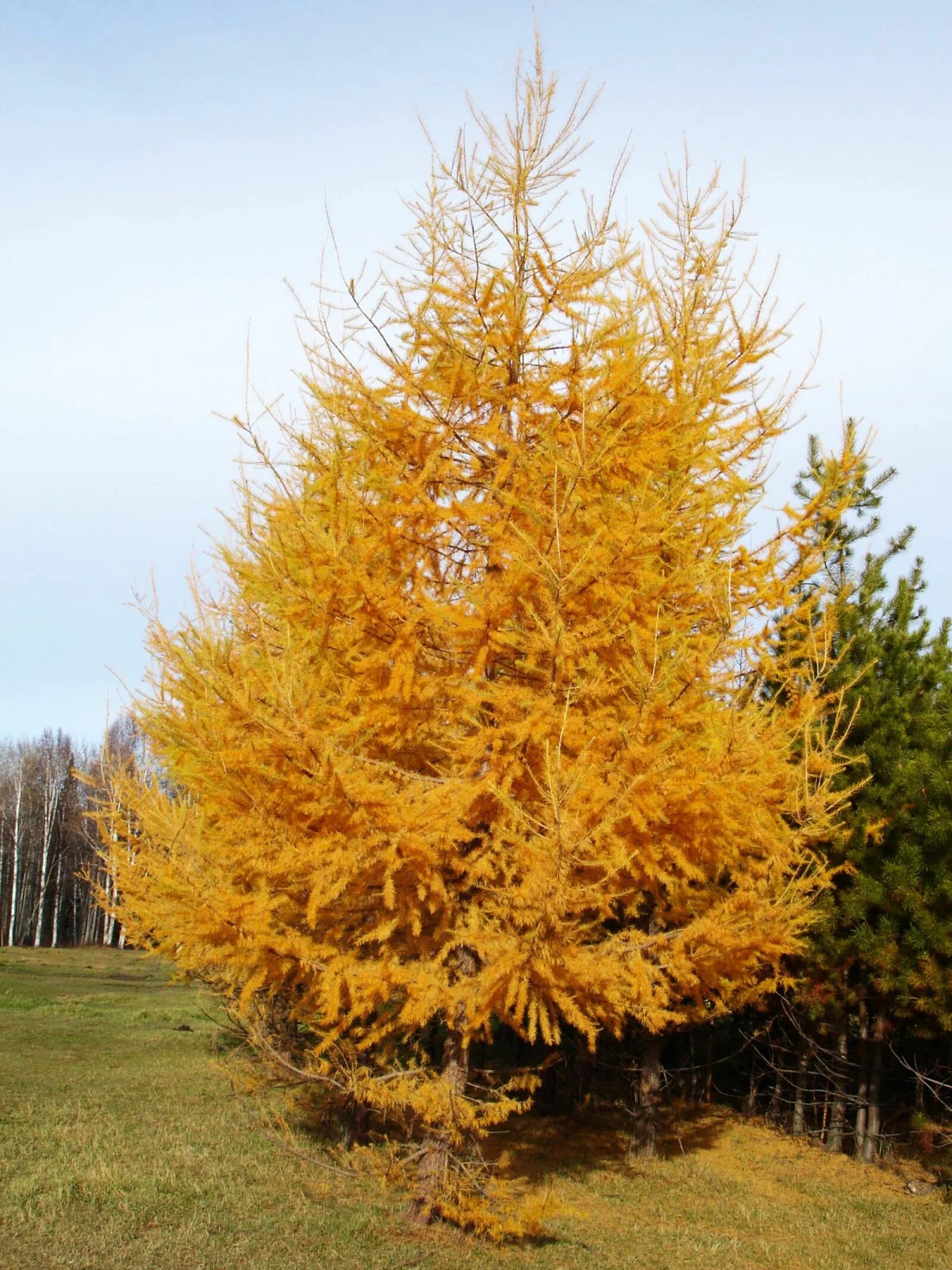 Сколько лет лиственница. Лиственница европейская larix decidua. лиственница американская larix laricina. лиственница сибирская плакучая. лиственница европейская (larix decidua), 2 –.