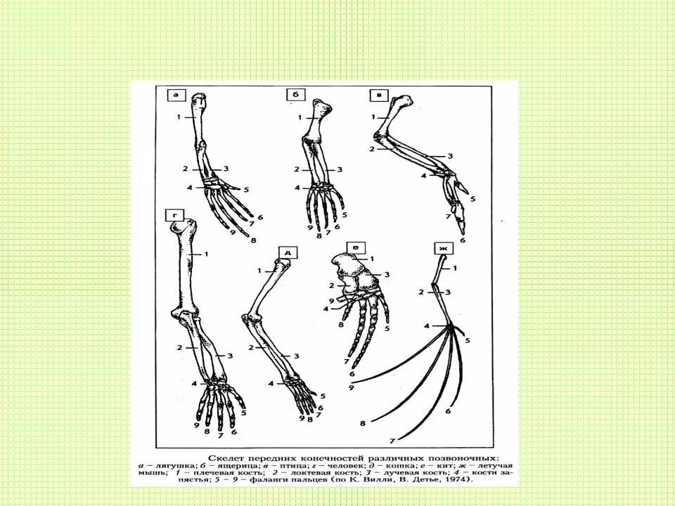 Скелет передней конечности крота. Строение скелета передних конечностей млекопитающих. Строение передней конечности птицы скелет. Скелет конечностей передних и задних конечностей. Появление в процессе эволюции пятипалых конечностей