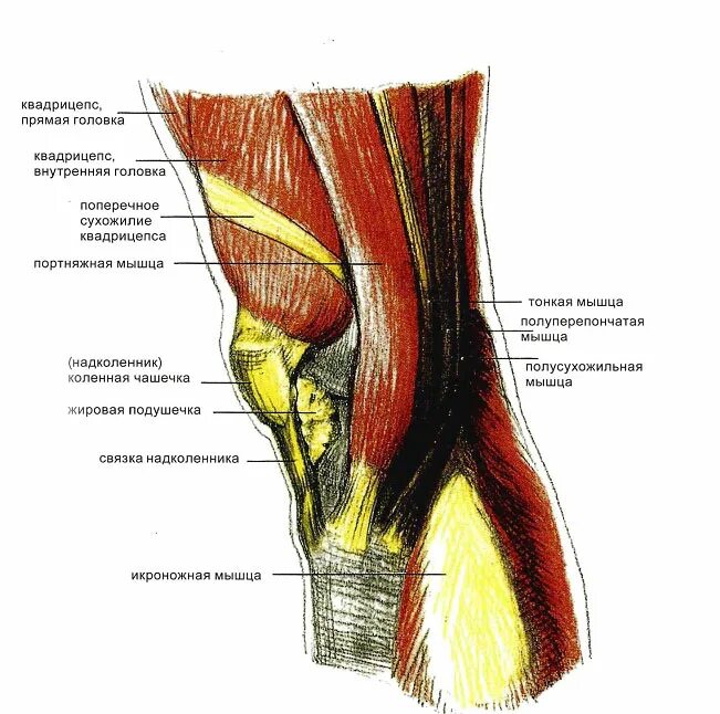 Сухожилие бедро задняя. Мышцы коленного сустава человека анатомия связки. Коленный сустав мышцы сбоку. Сухожилие квадрицепса.