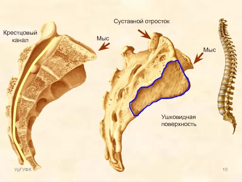 Ушковидная суставная поверхность крестца. Строение крестца сбоку. Крестец крестцовые позвонки. Крестец крестцовый мыс. Крестовой отдел позвоночника