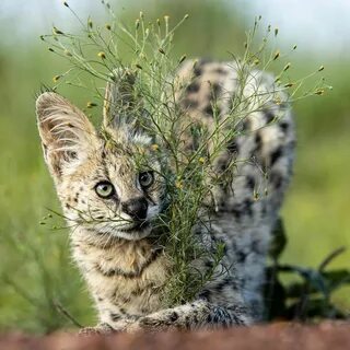Кошки большие и малые