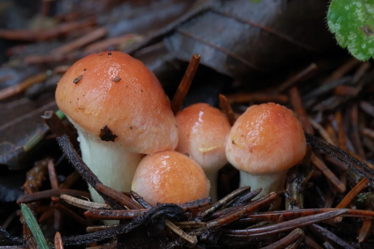 грибы беларусь минск. грибы беларуси. грибы беларусь фото. грибы белоруссии. грибы беларусь фото.