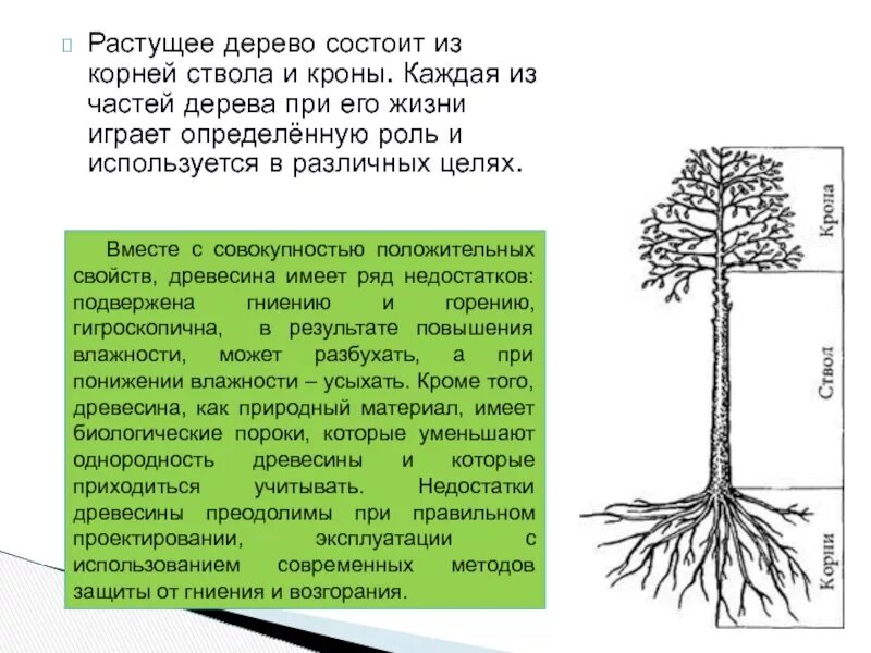 Простейшее дерево состоит из. Дерево корни ствол крона. части растущего дерева. растущее дерево состоит из кроны ствола и корней. дерево состоит.