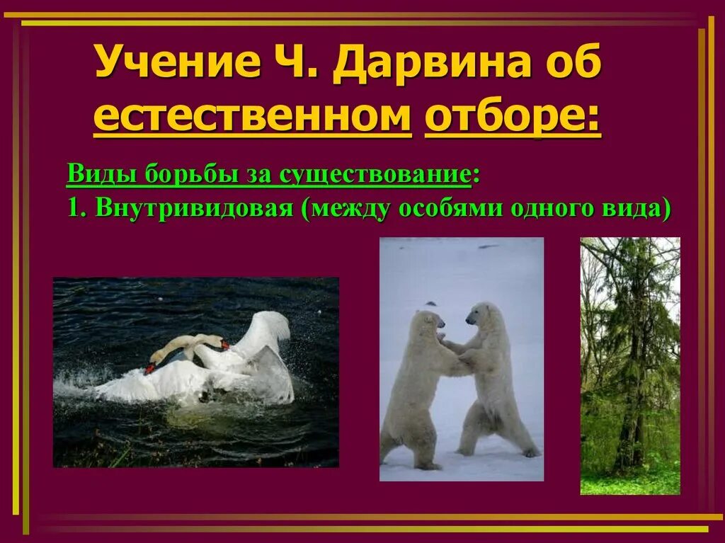 Естественный отбор презентация 9 класс. Учение Дарвина о естественном отборе. Учение Чарльза Дарвина о естественном отборе. Чарлз Дарвин естественный отбор. Учение Дарвина о естественном отборе 9 класс.