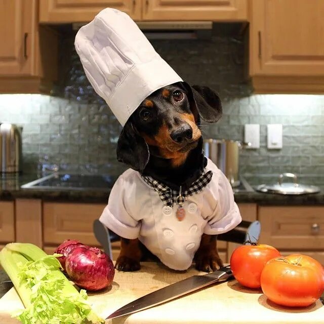 Собака повар. Собака готовит. Собака на кухне. Костюм повара для собаки.