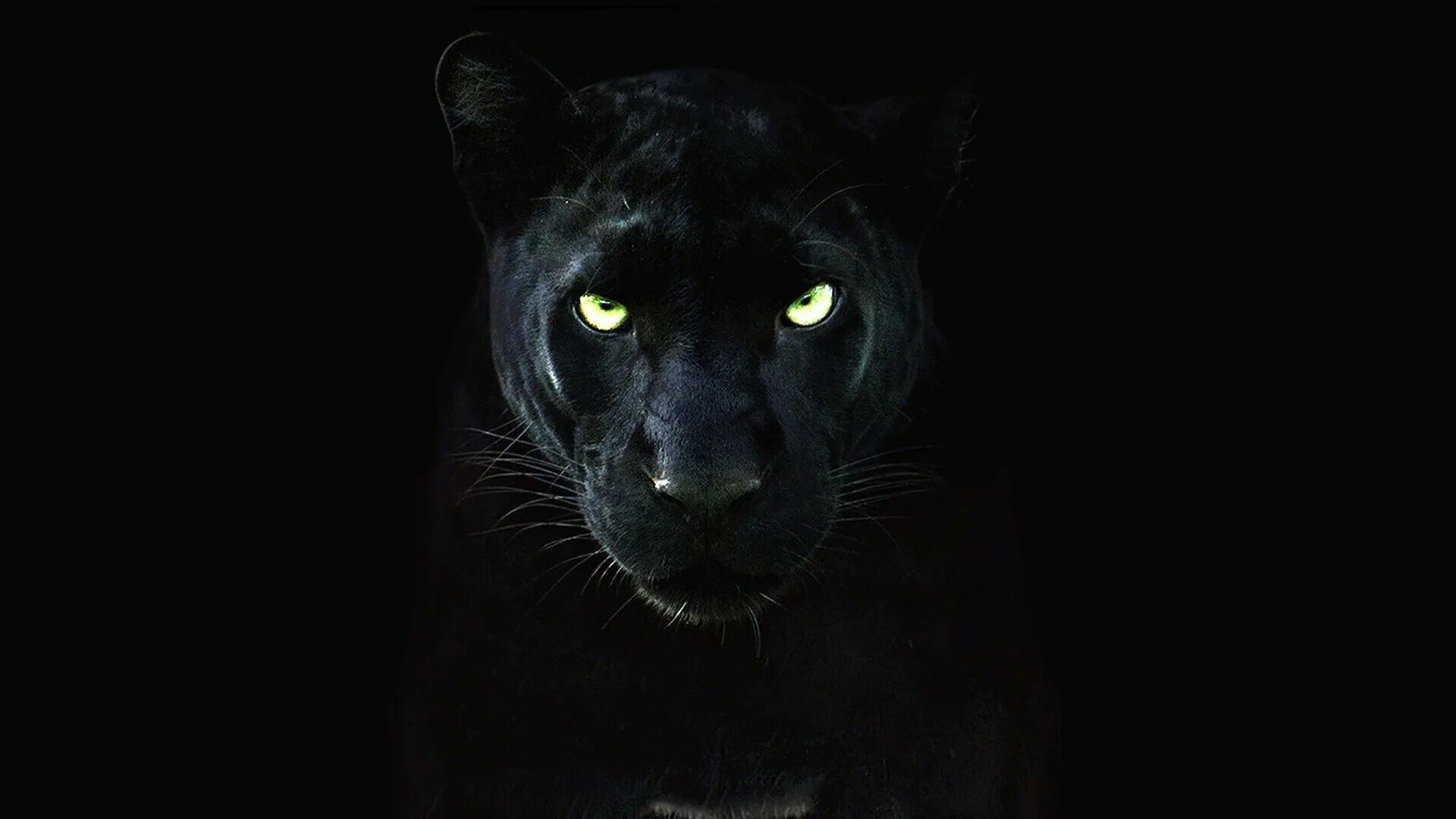 Черная пантера на заставку. Леопард меланист. Черная пантера Ягуар. Черная пантера Nat geo Wild. Пантера на темном фоне.