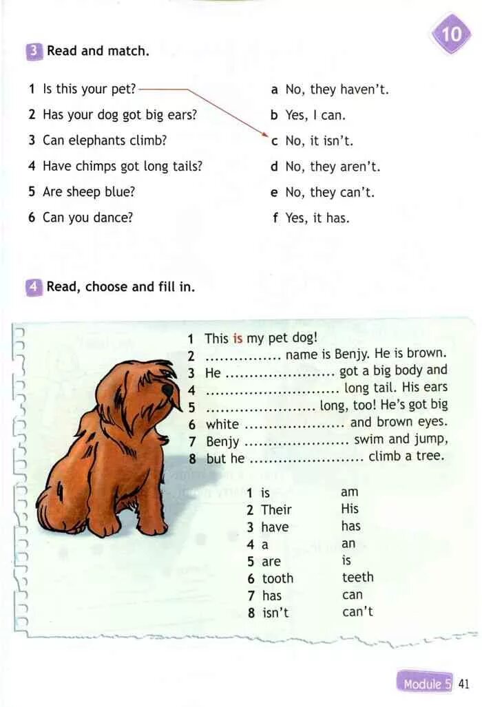 Английский язык рассказ о питомце. Английский язык рабочая тетрадь модуль 3. Английский третий класс задания. Описание собаки на английском. Задания по любимцам английский язык с заданиями.