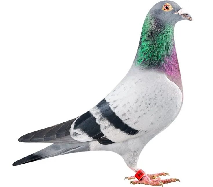 Le Pigeon, азиатское бистро и новое "Депо": главные открытия ресторанов в Москве