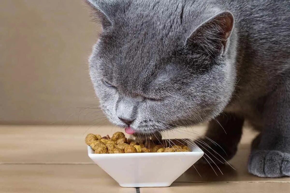 Кошка отказывается от еды несколько. Кошка кушает. кот ест. еда для кошек. британские котята что кушают.
