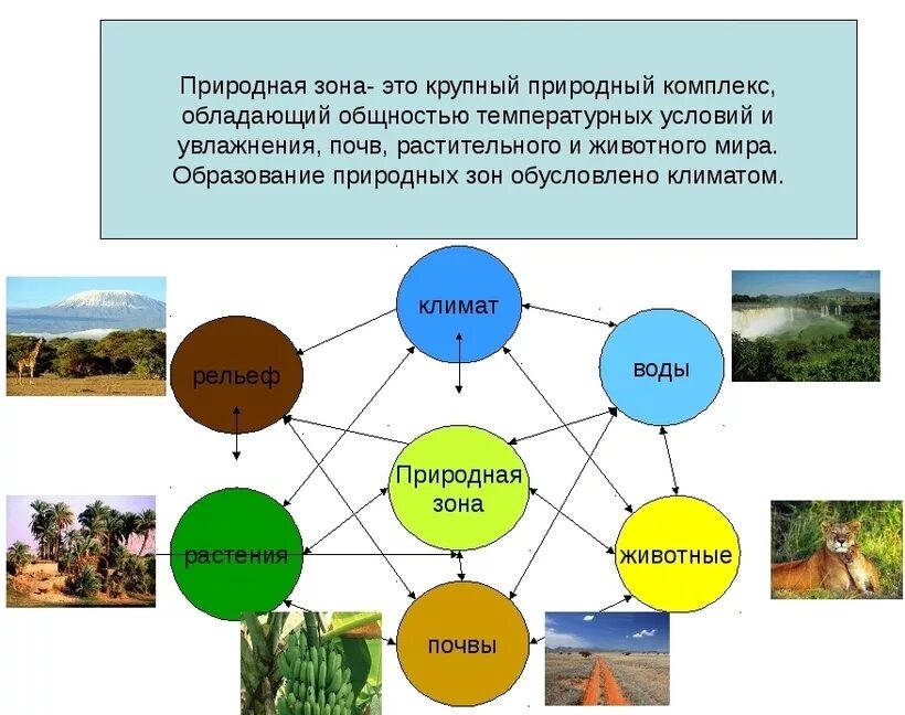 Как соотносится понятие природный комплекс природная зона