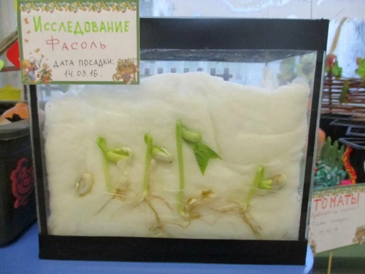 Посев семян фасоли. Пакет прорастание семян. проращивание семян на окне. наблюдение за ростом фасоли в детском. проращивание в пакете.