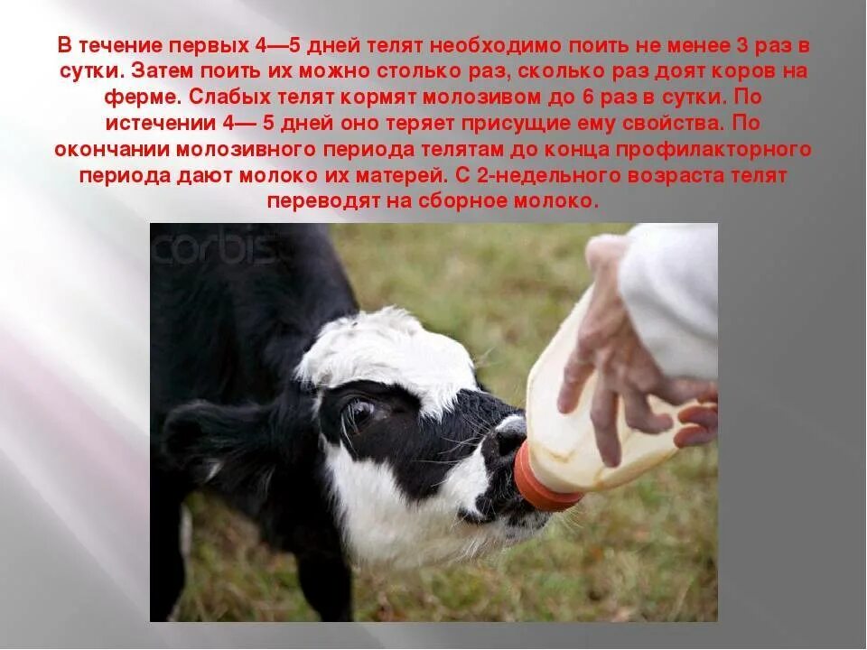 Поение молодняка КРС. Корова молоко. Кормление крупного рогатого скота. Корова дает молоко.