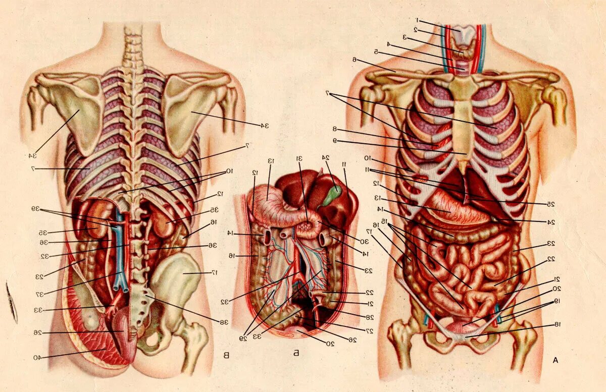 Анатомия человека расположение органов. Строение органов человека вид сзади. Анатомия расположение органов брюшной полости. Расположение органов у человека в брюшной полости. Анатомический атлас брюшная полость мужчины.