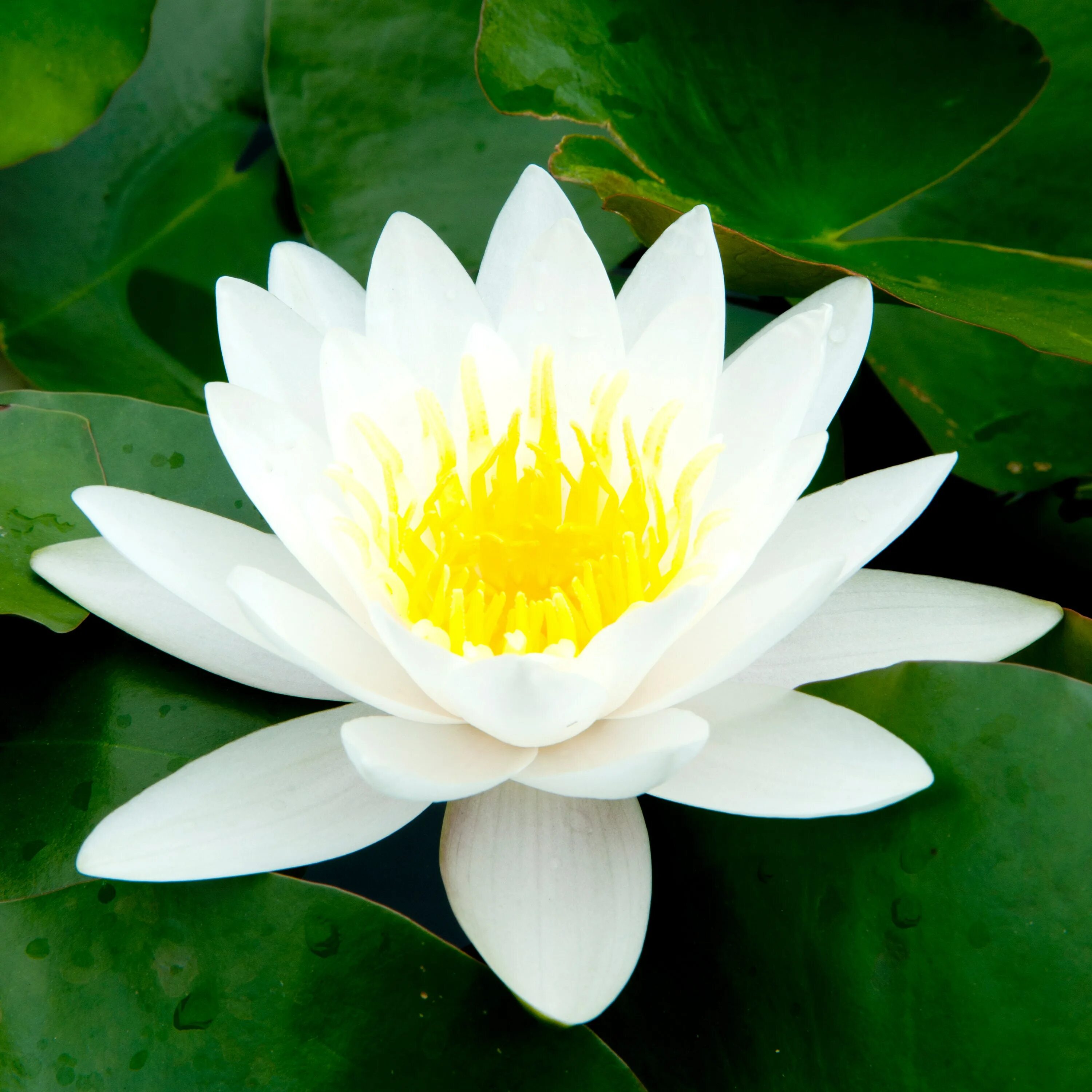 Белый лотос лотос. Лотус цветок белый. Белый лотос корея. Белый лотос / the white lotus. Белый лотос фото.