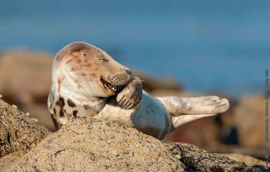 Wildlife photos. Премия comedy Wildlife Photography. Comedy Wildlife Photography Awards 2021 победители. Смешные фото животных. Самые удивительные животные.