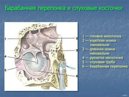 Барабанные косточки