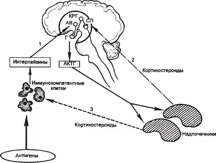 Гуморальная регуляция мозга. Схема Нейро-гуморальной регуляции стресс реакции. Схема нейрогуморальной регуляции стресс реакции. Нейро иммунно эндокринная система. Нервная эндокринная и иммунная системы.