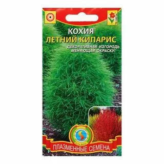 Кохия семена
